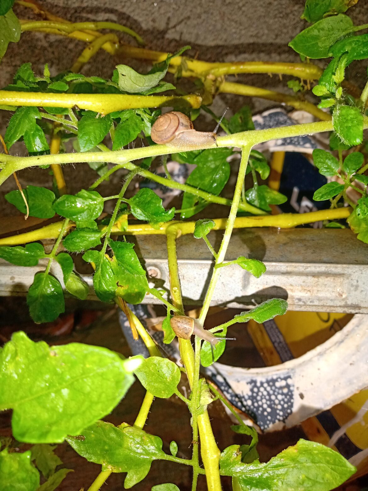 These little snails eating my tomato plant