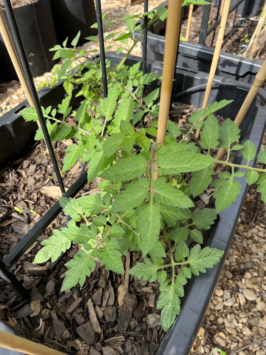 Roma Tomato Diagnosis? Dining and Cooking