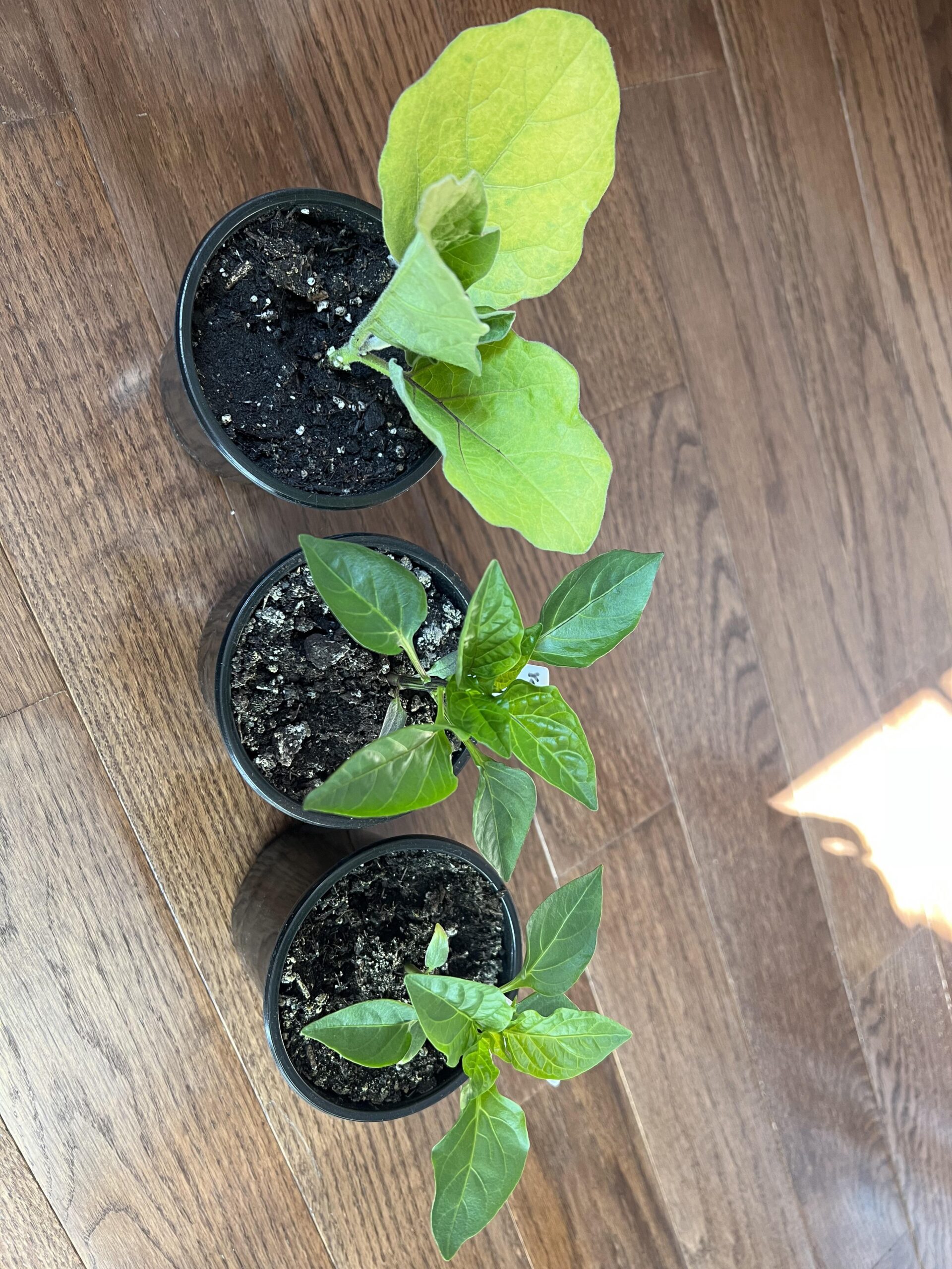 Why are my eggplant seedling leaves turning yellow? Dining and Cooking