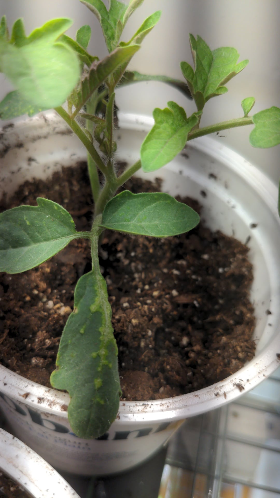 What causes these pox on my tomato seedling leaves? Dining and Cooking
