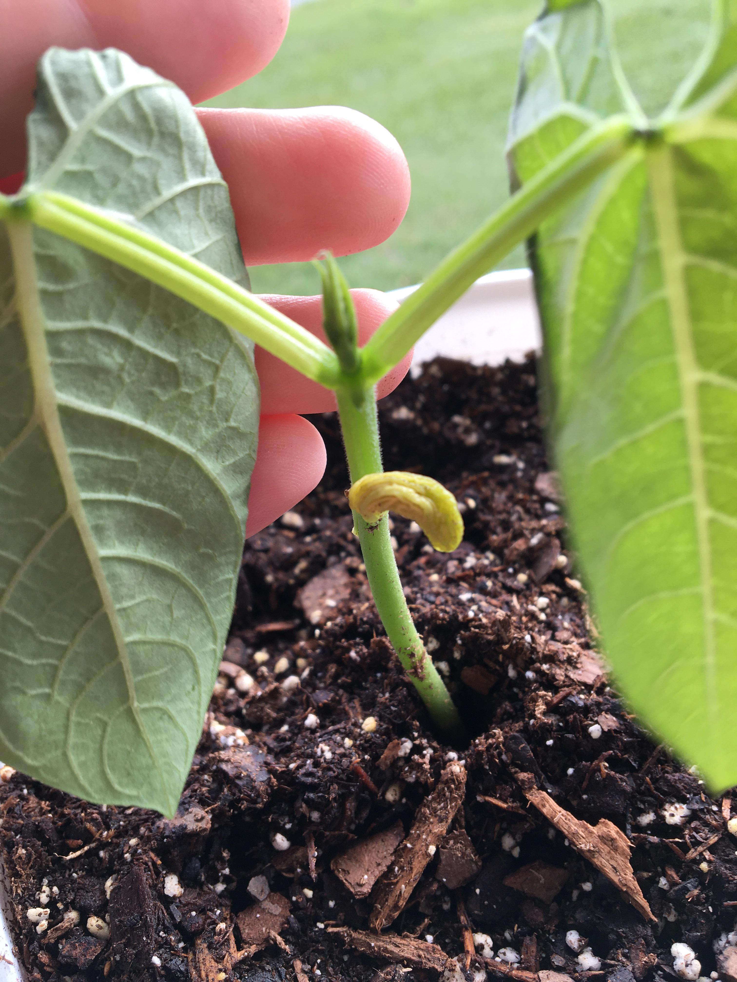 Is this normal? My green bean plant’s leaves appear to be pinching off