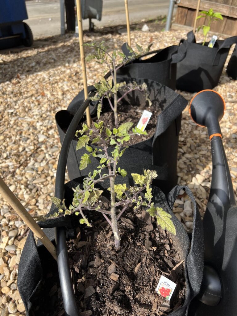 Roma Tomato Diagnosis? Roma Tomato Diagnosis?