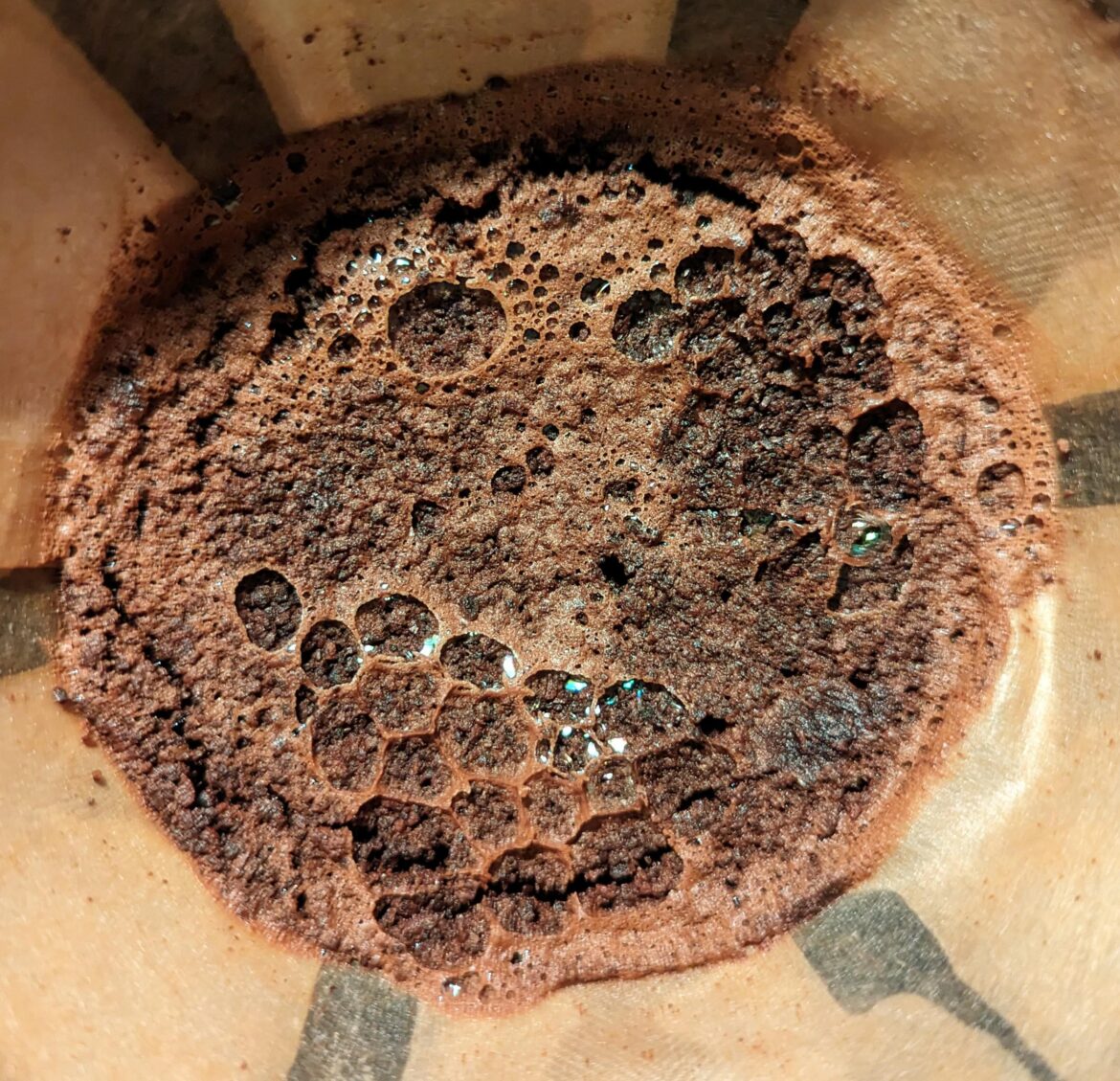 Lunar Landscape Bloom