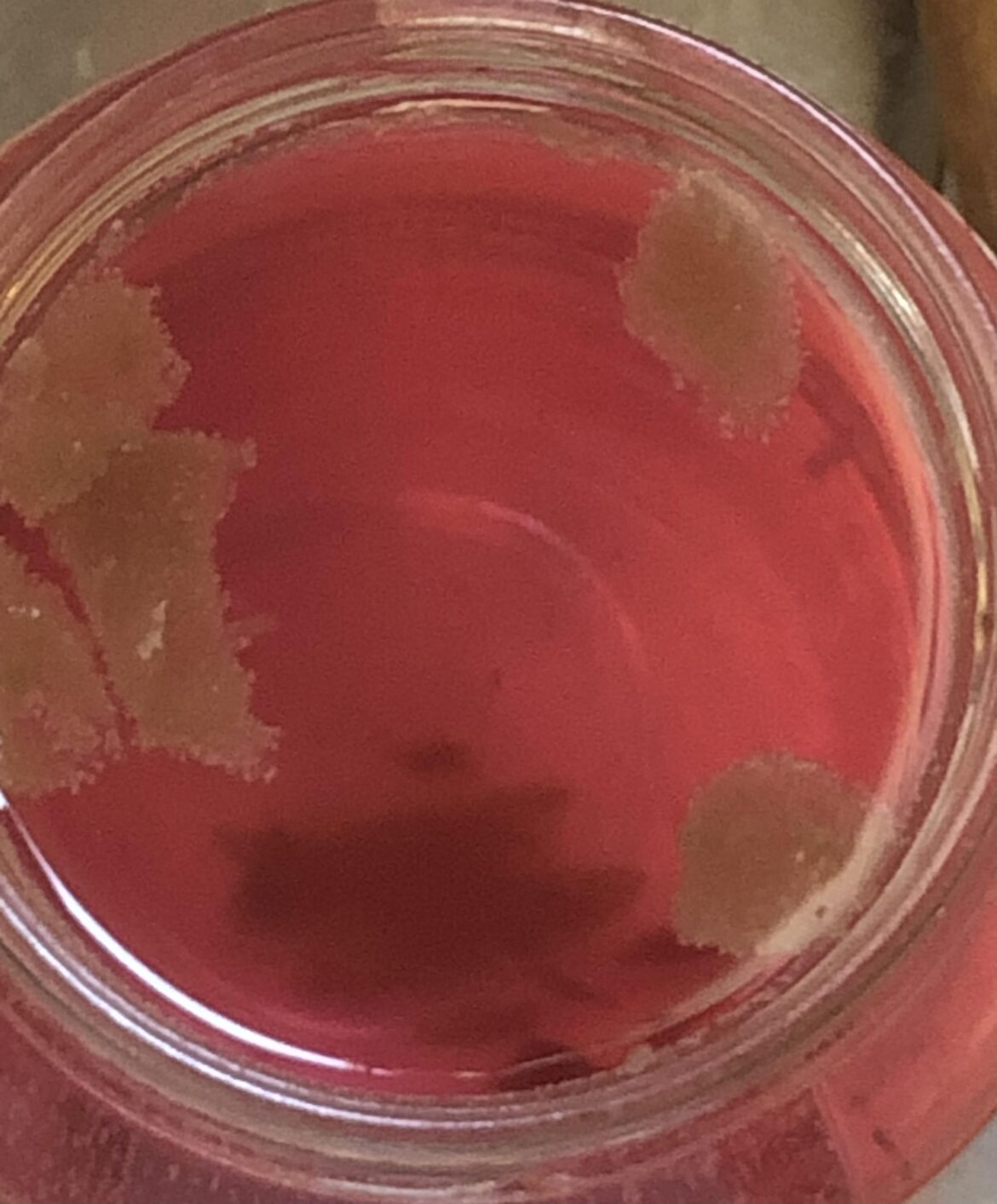 What is this growth in store bought pickled beets? (scared)