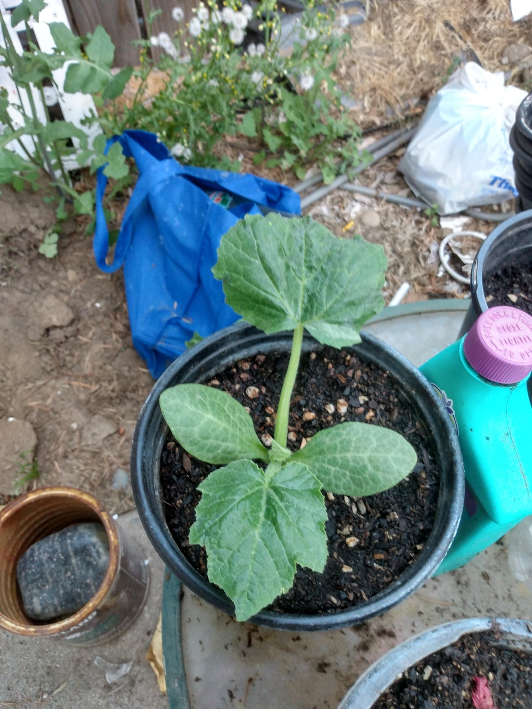 My zucchini plant is doing really good Dining and Cooking