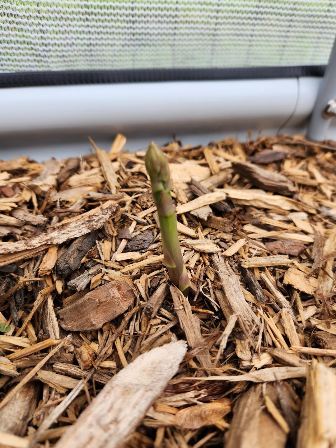 First ever asparagus. Planted 3 year old crowns about a month ago in my