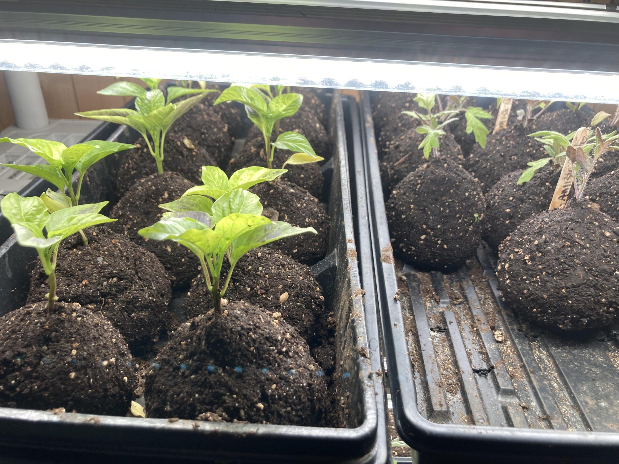 Potted up Peppers and Tomatoes New England Zone 6b Dining and Cooking