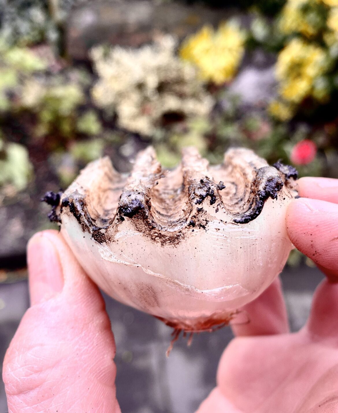 The onion cleaning is so satisfying