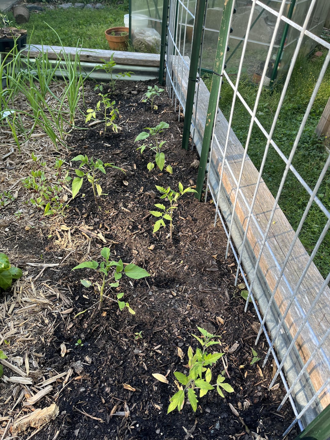 Tomatoes on trellis Dining and Cooking