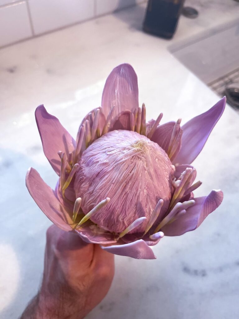 I made my first gum paste king protea. Annnd will probably never, ever do it again.