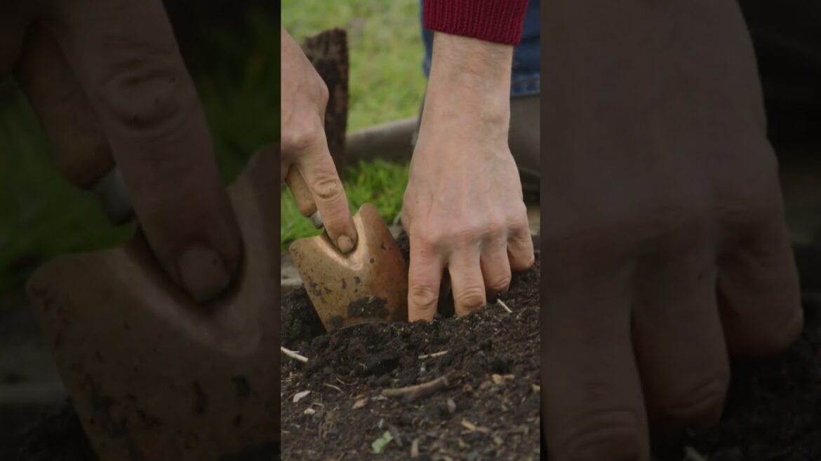 What to sow in May, temperate climates