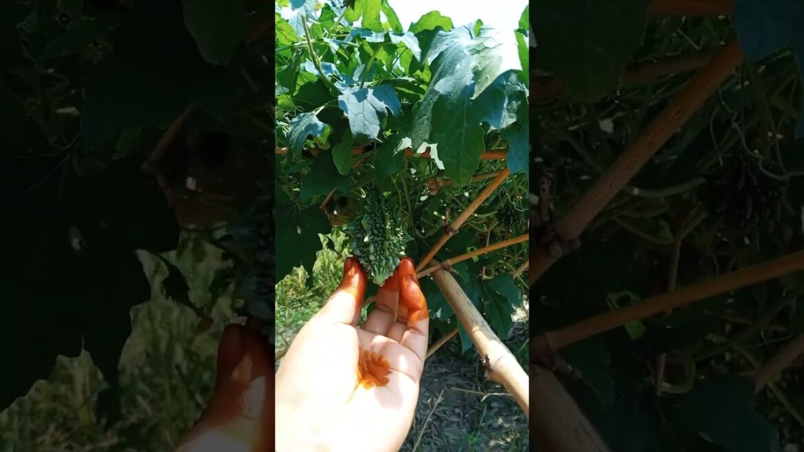 vegetable garden #shorts #fresh vegetable #viralshorts