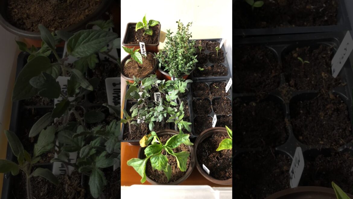 Water your seedlings and vegetable plant starts this way. #gardening #vegetablegardening #garden