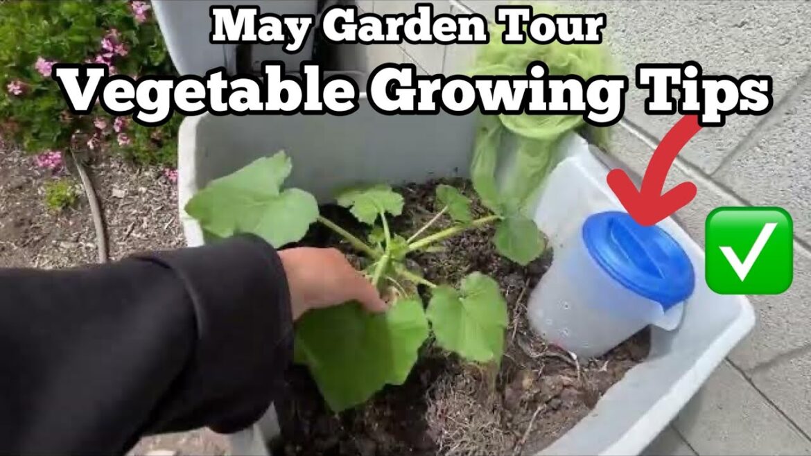 How to Grow a Vegetable Garden CHEAP Tricks& Tips, Vertical Container Gardening Raised Bed Free Soil