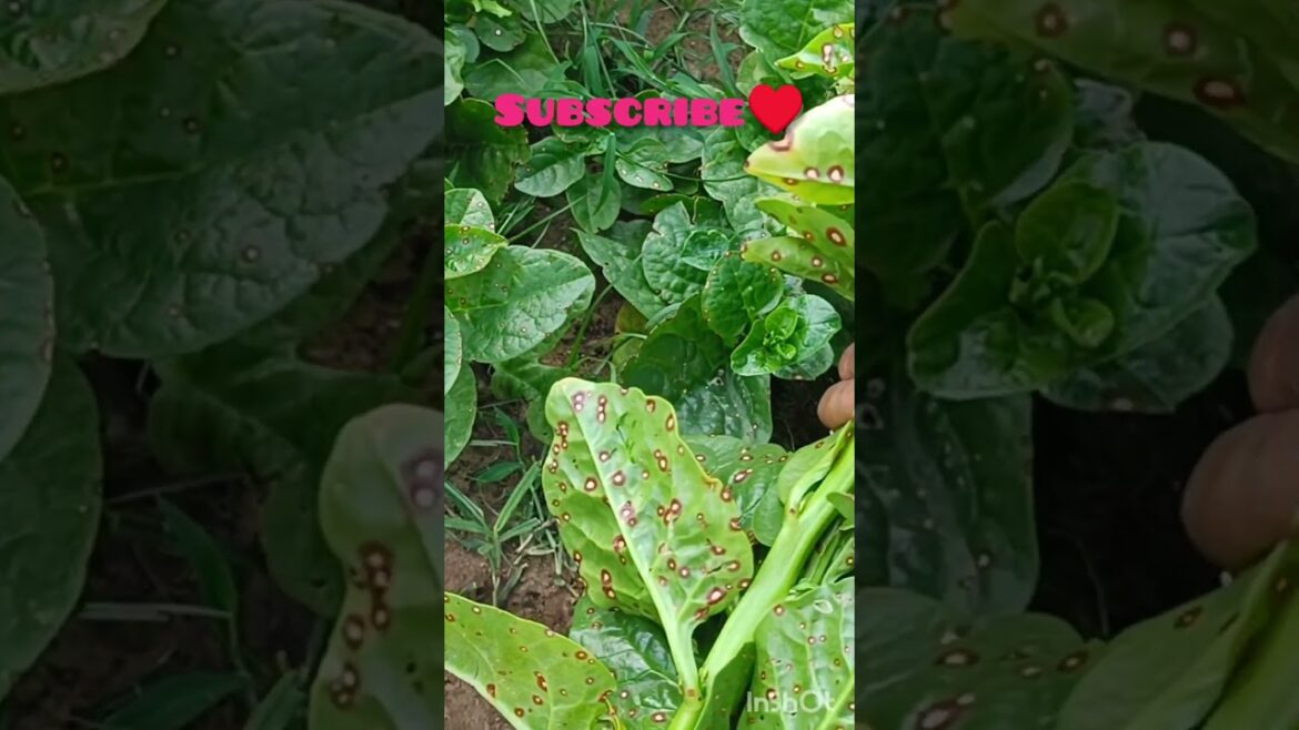 Vegetable Garden #trending#villagefood#viral#viralshorts#shorts#ytshorts#viralvideo#garden#viral