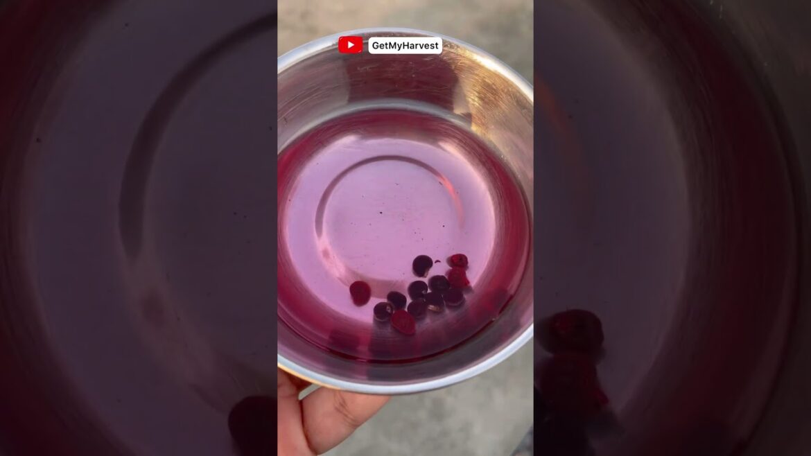 10 vegetables to grow in march #Shorts 10 vegetables to grow in march #Shorts