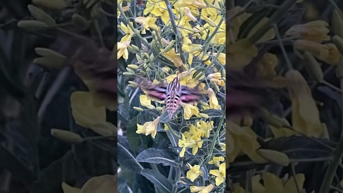 Hummingbird Moth, Sphinx Moth, Hummingbird Hawk Moth, feeding in the Vegetable Garden