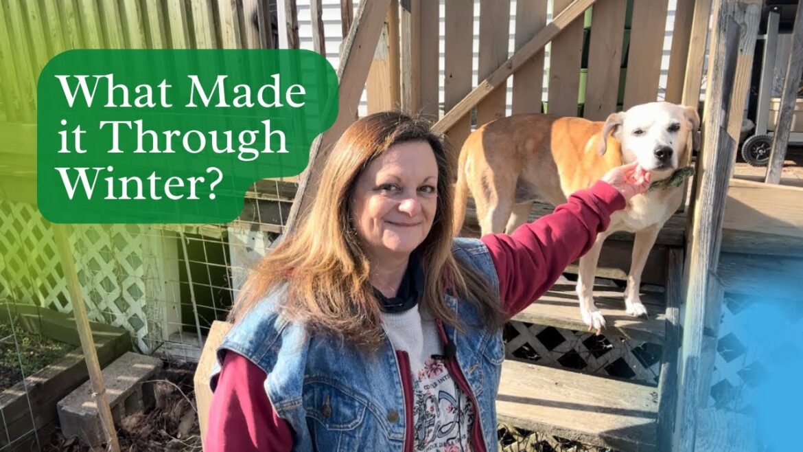 March Vegetable Garden Tour – What Survived the Winter in our Zone 7a Garden March Vegetable Garden Tour - What Survived the Winter in our Zone 7a Garden