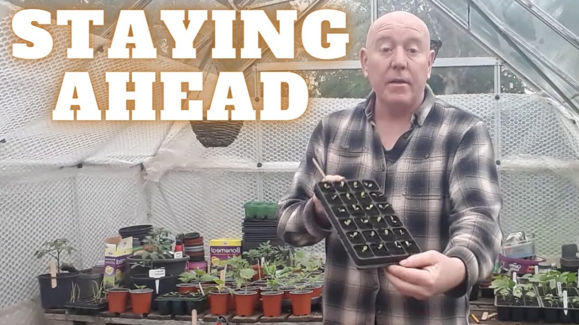 Staying Ahead All Year [Gardening Allotment UK] [Grow Vegetables At Home ]