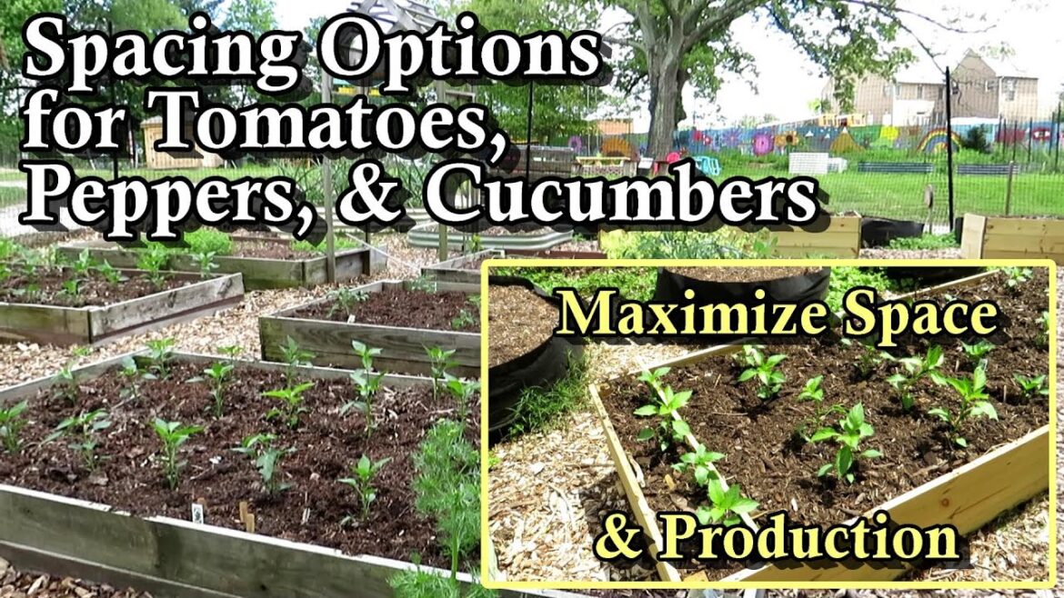 Tomato, Pepper, & Cucumber Plant Spacing and Planting Options: Maximizing Space and Harvesting!