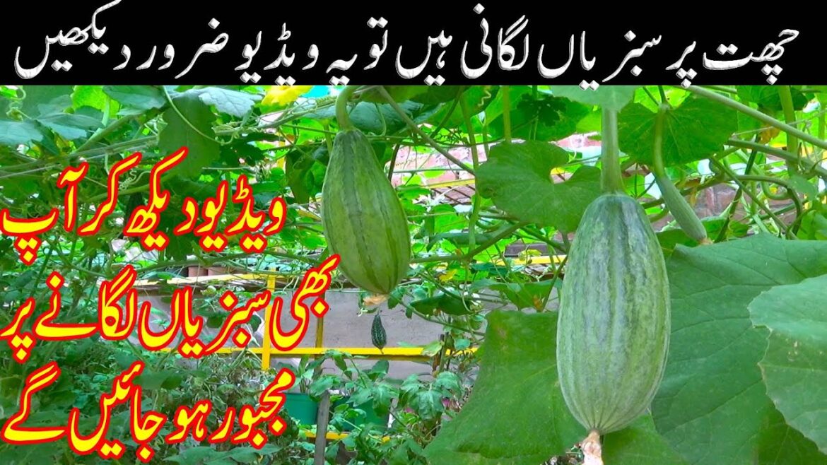 How do you grow vegetables on a roof top | Creating a vegetable Garden in Pots. In containers