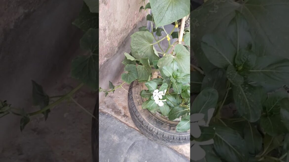 Give rating to my garden #Garden #vegetablesgardenathome #vegetables