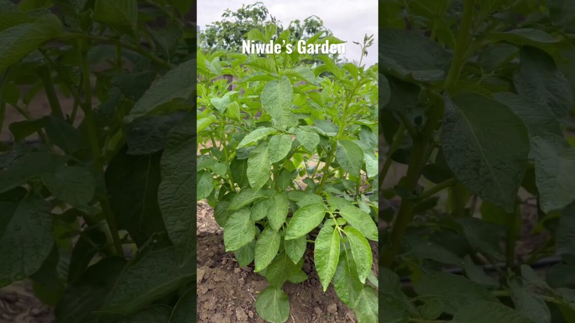 POTATOES #garden #fruits #vegetablegarden #backyardgardening #potato #vegetables #nature #love
