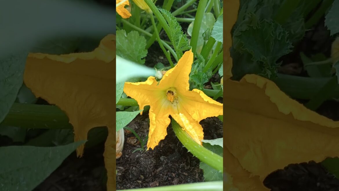 bees pollinating zucchini flowers. |gardening |growing food |vegetable garden |home grown |bees