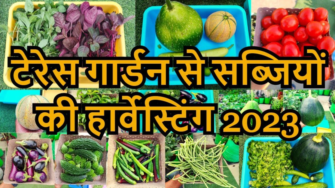 Most Significant Harvest of Organic Summer Vegetables From Rooftop Vegetable Terrace Garden May 2023