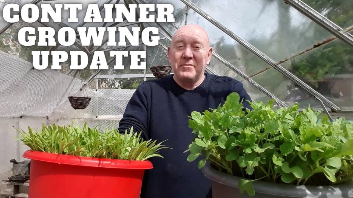 Container Vegetables Update [Gardening Allotment UK] [Grow Vegetables At Home ]
