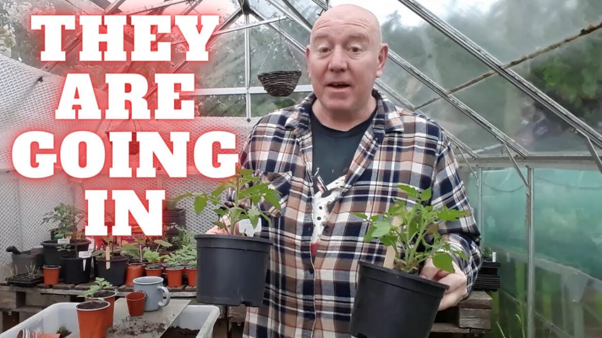 Planting Out My First Tomatoes 2023 [Gardening Allotment UK] [Grow Vegetables At Home ]