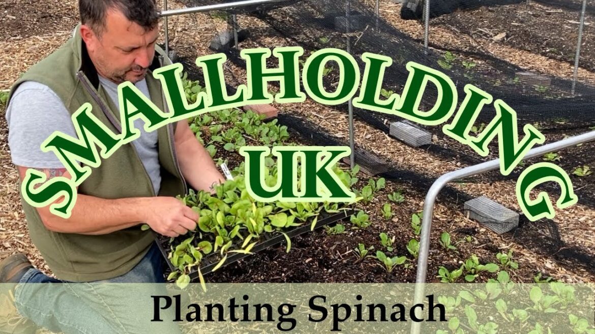 Planting Spinach in the No Dig Vegetable Garden