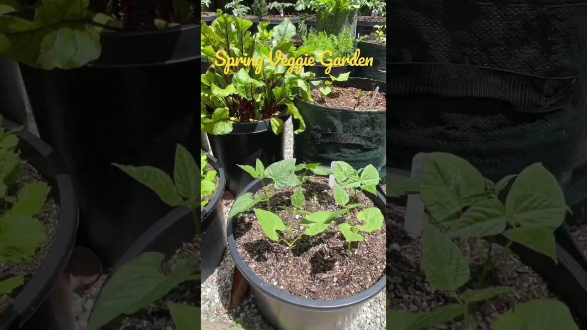 Spring Veggie Garden Update | Container Vegetable Gardening