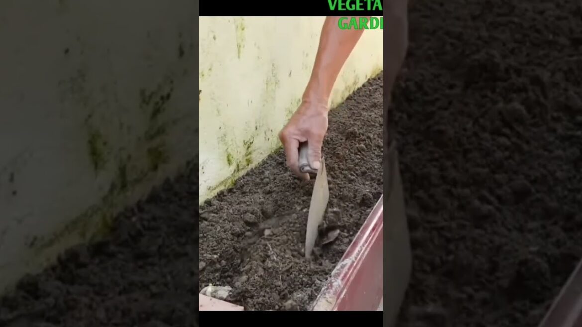 Growing potatoes at home #vegetable #vegetablegarden #garden #gardening #gardenvegetables #potatoes