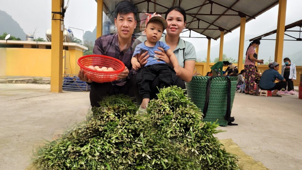 Harvest the vegetable garden & the eggs chicken take to the market to sell | Hà Tòn Chài Harvest the vegetable garden & the eggs chicken take to the market to sell | Hà Tòn Chài