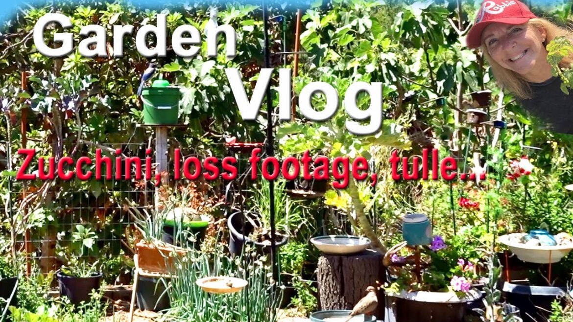 Early Morning Vlog to start My Vegetable Gardening Day, Tulle Zucchini Cucumbers Seeds Videos Birds