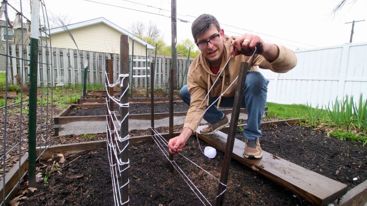 Amazing $3 Trellis for Peas And Other Climbing Vegetables Amazing $3 Trellis for Peas And Other Climbing Vegetables