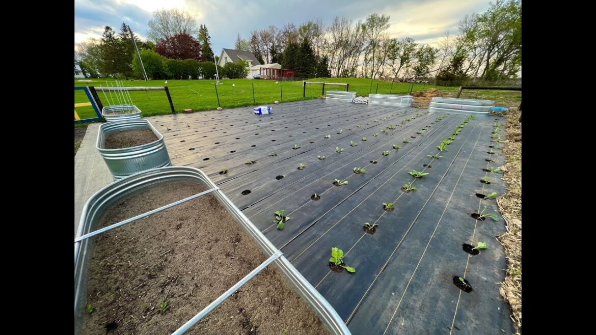 2023 Vegetable Garden Tour #2 - Zone 4B | Successes And Failures