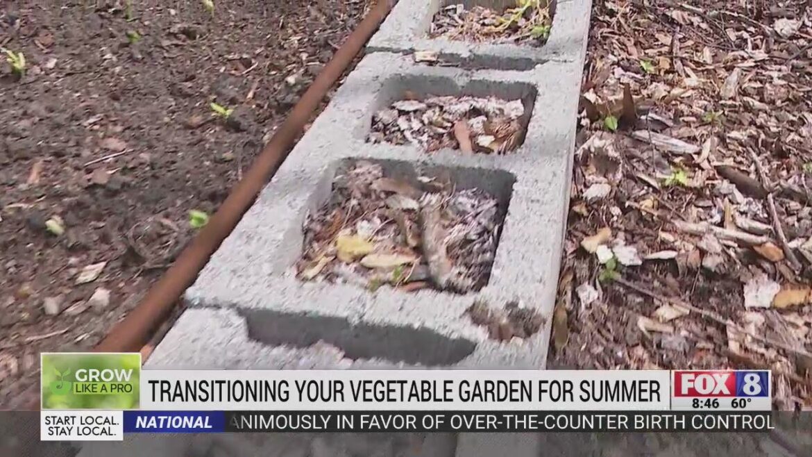 Preparing your vegetable garden for summer