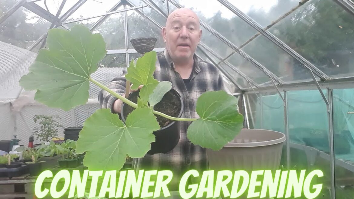 Growing Courgettes In Containers [Gardening Allotment UK] [Grow Vegetables At Home ]