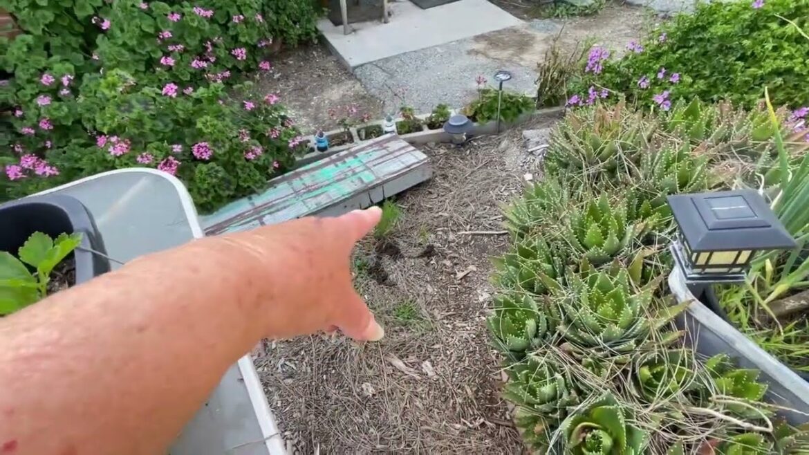 Mother’s Day Garden Tour Greetings in the Vegetable Container Gardening Reminiscing on Old Times