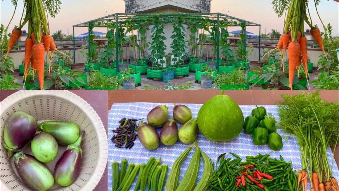 Harvesting Fresh Organic Vegetables From My Rooftop Vegetable Garden/Harvesting Organic Vegetables