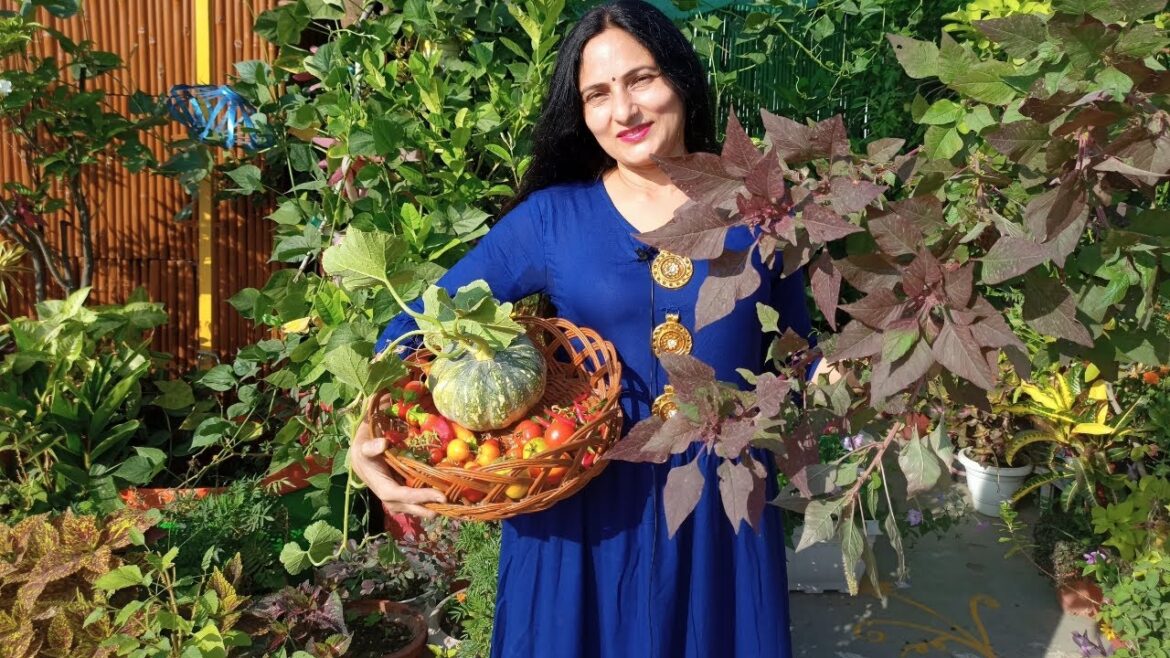Harvesting vegetables from terrace garden | plant care tips | Rashmi’s World – Create to Decorate Harvesting vegetables from terrace garden | plant care tips | Rashmi's World - Create to Decorate