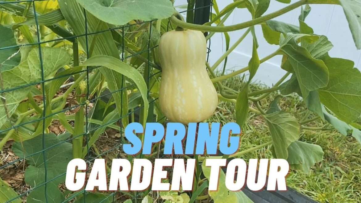 Spring has Sprung: A Tour of My Florida Vegetable Garden