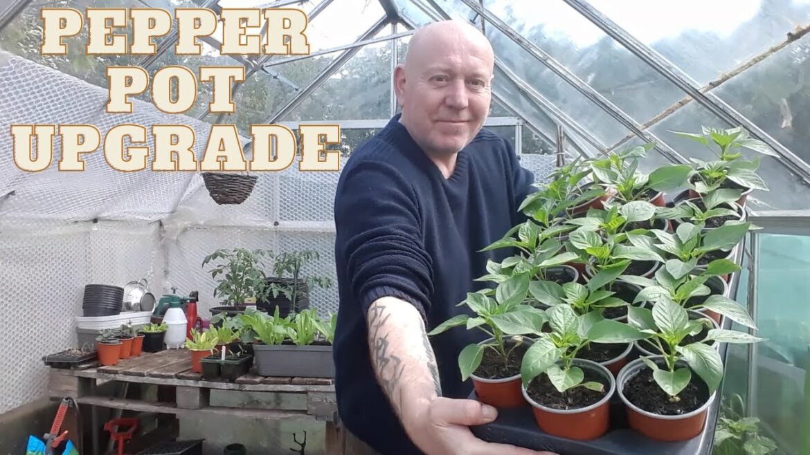 Bell Pepper Pot Upgrade [Gardening Allotment UK] [Grow Vegetables At Home ]