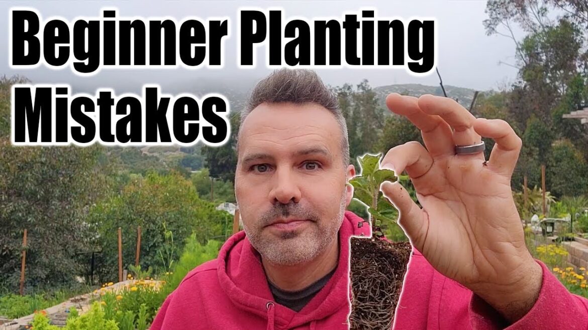 Vegetable Planting Mistakes to Avoid Vegetable Planting Mistakes to Avoid