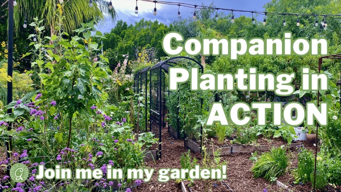 COMPANION PLANTING in Action: A Hands On Guide to Companion Planting and Succession Planting COMPANION PLANTING in Action: A Hands On Guide to Companion Planting and Succession Planting
