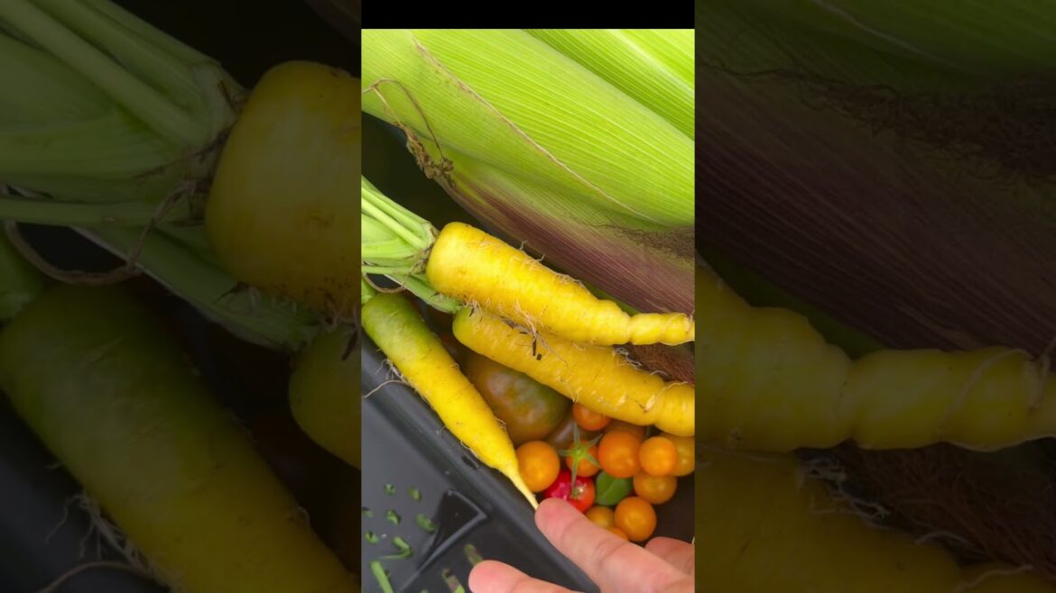 #gardening #raisedbed #raisedbedgarden #vegetablegarden #backyardgarden #garden #urbanfarm #growfood