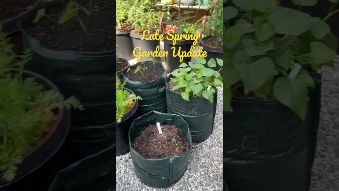 Late Spring Veggie Garden Update | Container Vegetable Gardening