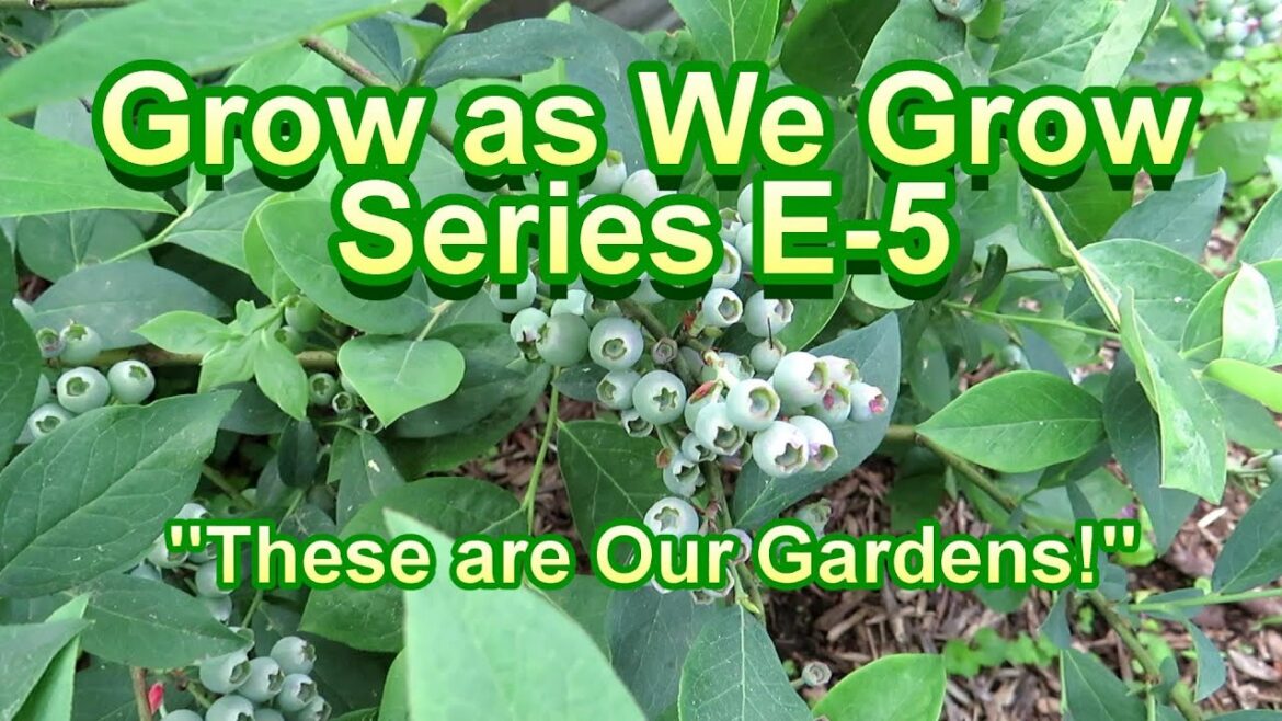 Grow as We Grow E-5: Garden Ideas, Tips, Questions, & Tours: What’s Growing in My & Member’s Gardens Grow as We Grow E-5: Garden Ideas, Tips, Questions, & Tours: What's Growing in My & Member's Gardens